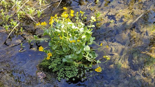 Photo Genevève François